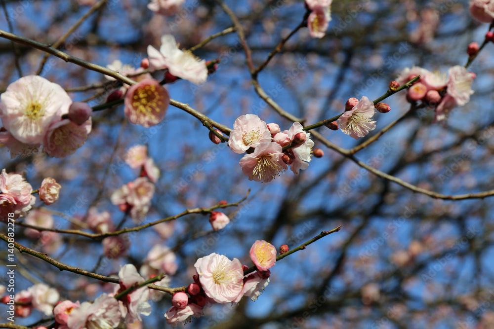 梅の花 梅の花