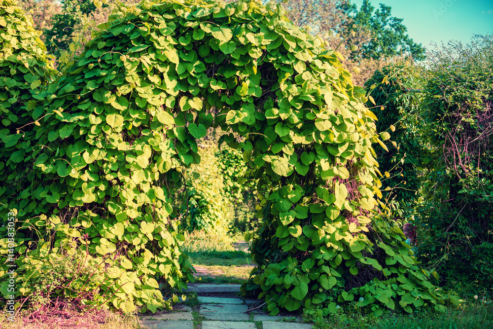 Landscape design in the garden. Arch from trees Landscape design in the garden. Arch from trees