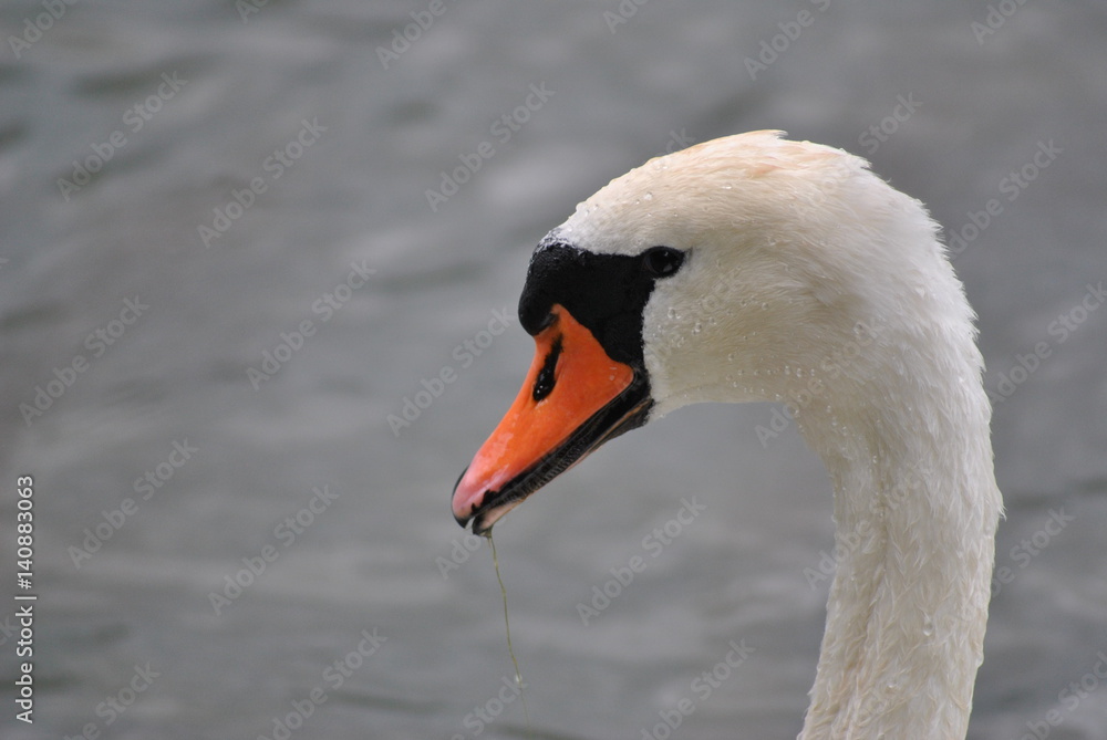 cygne cygne