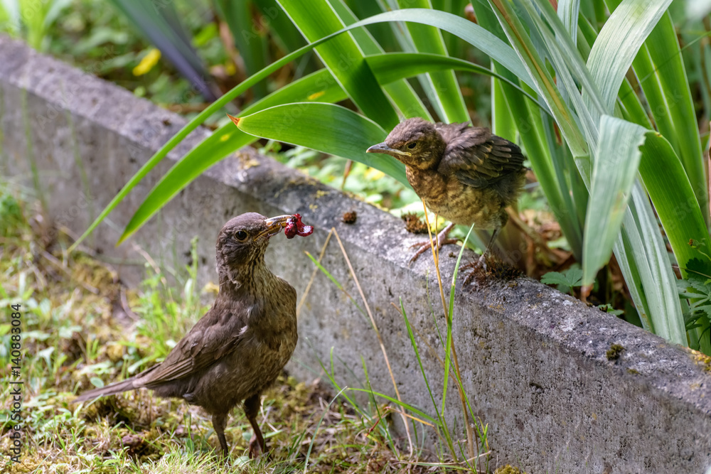 Nestlings with open beaks sit in the nest Nestlings with open beaks sit in the nest