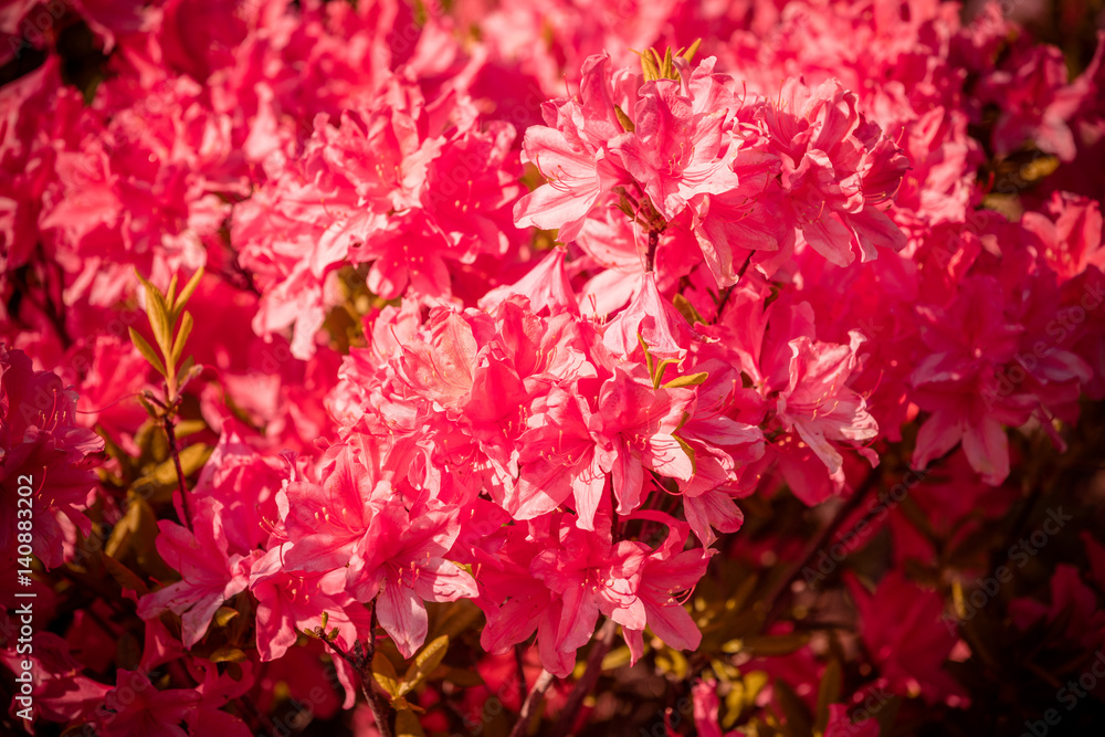 Rhododendron flowers in the garden, natural flower background Rhododendron flowers in the garden, natural flower background