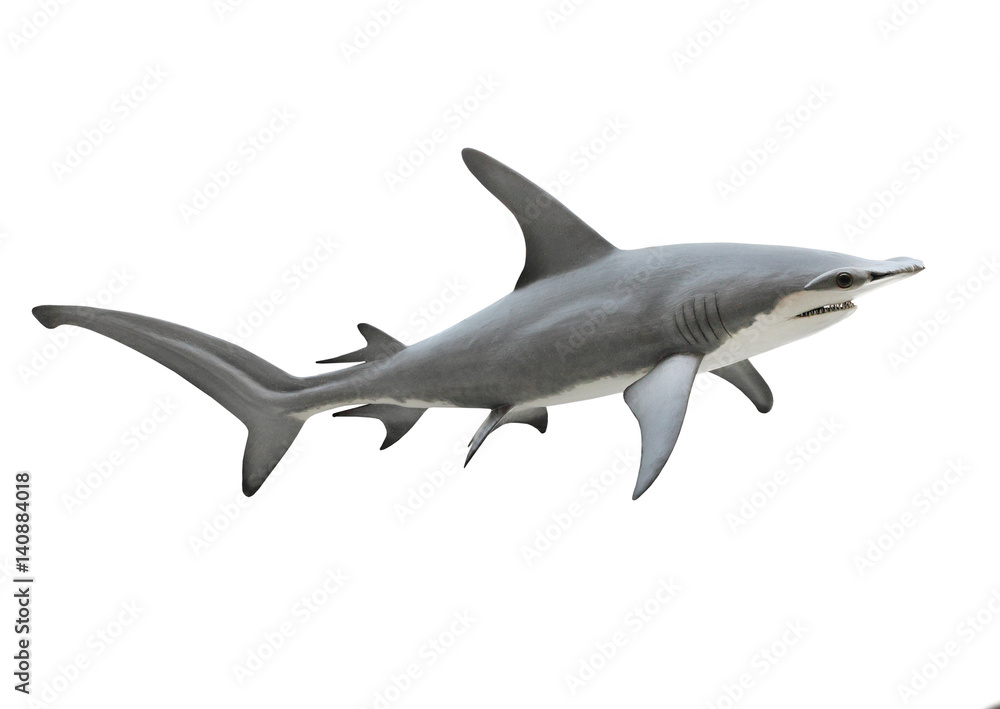 Naklejka premium The Great Hammerhead Shark - Sphyrna mokarran is dangerous predatory fish. Animals on white background.