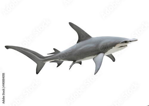 The Great Hammerhead Shark - Sphyrna mokarran is dangerous predatory fish. Animals on white background. © Kletr