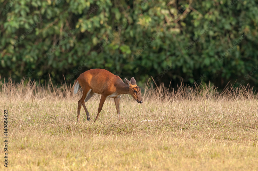 Deer in a field Deer in a field