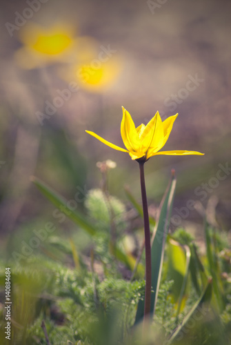 Wild tulip flower