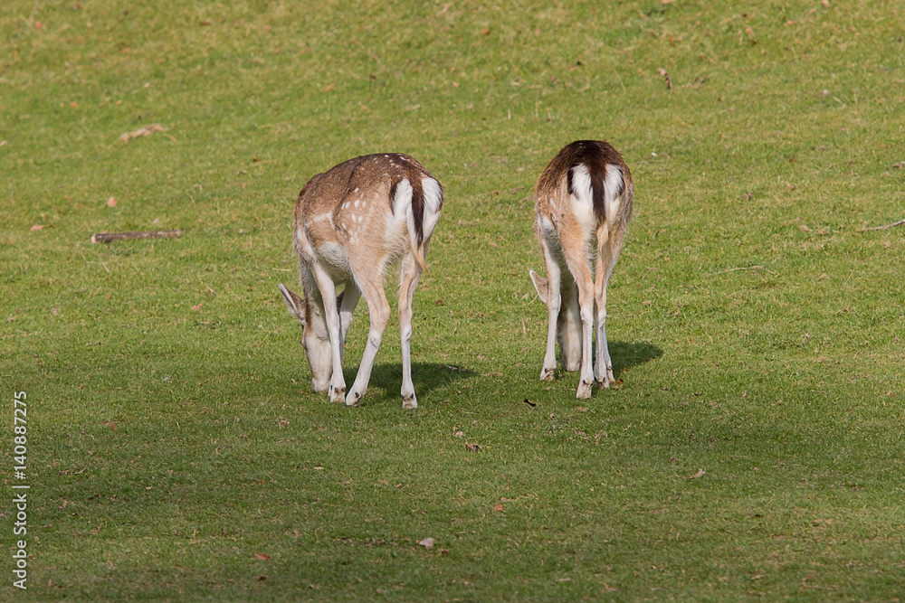 photo of a pair of female Fallow deer with heads down grazing photo of a pair of female Fallow deer with heads down grazing