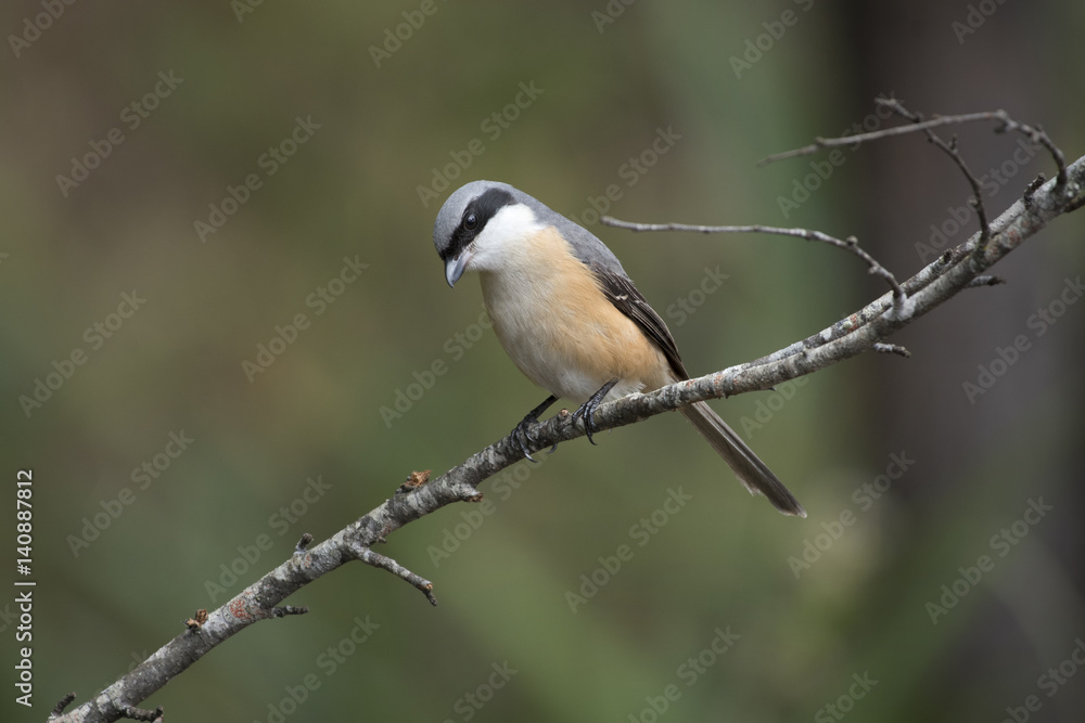 Obraz premium Shrike Birds in Thailand and Southeast Asia.