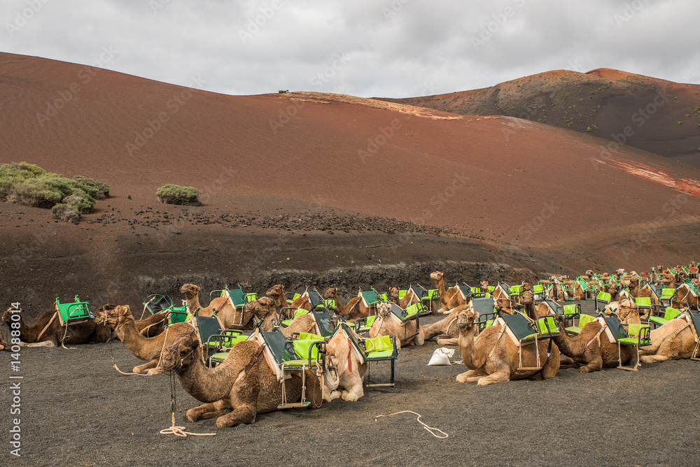 Fototapeta premium Carovana di dromedari al Parco nazionale Timanfaya - Lanzarote - Canarie