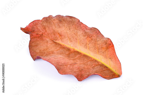 back of autumn leaves isolated on white background