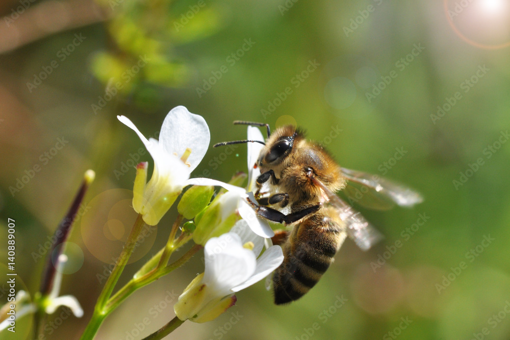 Honey bee (Apis) feeding on white wild flower and collecting nectar Honey bee (Apis) feeding on white wild flower and collecting nectar