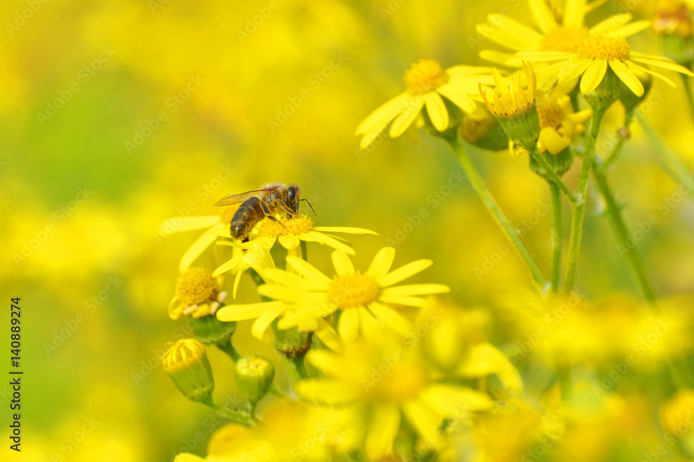 Honey bee collecting nectar from yellow flowers in the spring time. Bee pollinating yellow wild flowers Honey bee collecting nectar from yellow flowers in the spring time. Bee pollinating yellow wild flowers