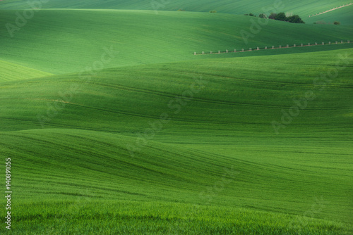 Rolling hills with fields of wheat and trees.  Amazing fairy minimalistic spring landscape with green grass fields  in the morning in South Moravia, Czech Republic. © Vlad Sokolovsky