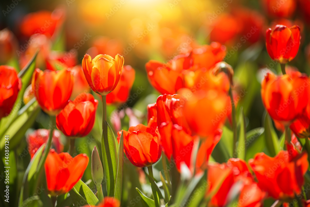 Red tulips in the garden with morning sunlight Red tulips in the garden with morning sunlight