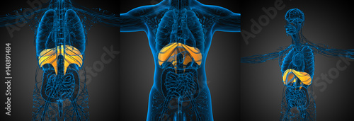 3d rendering medical illustration of the diaphragm photo
