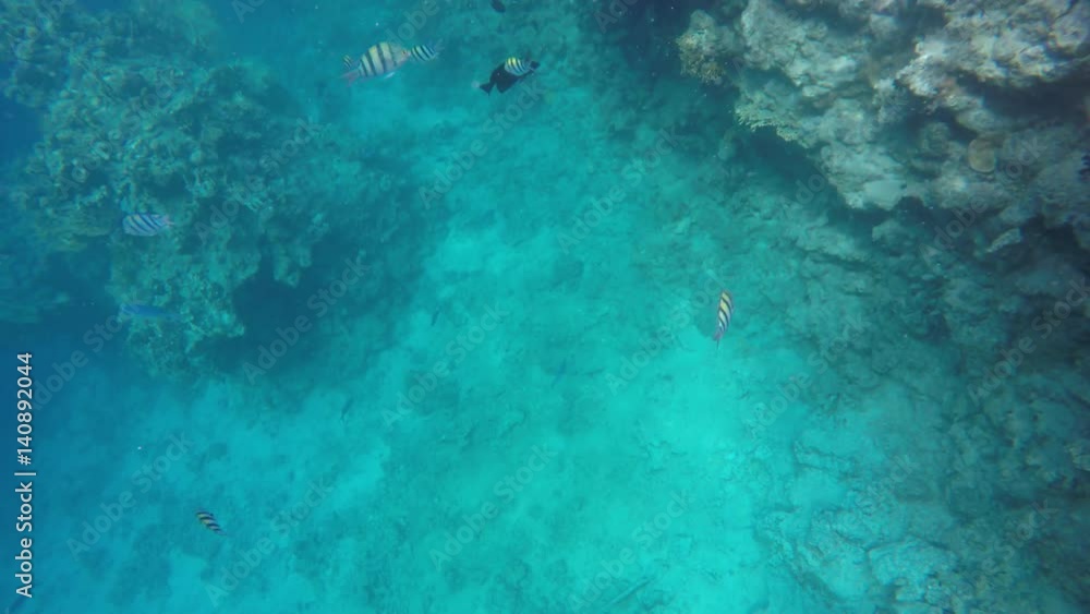 A flock of fish floats in front of the camera in clear water. A flock of fish floats in front of the camera in clear water.