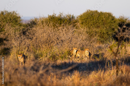 Cheetah hunting © Charles