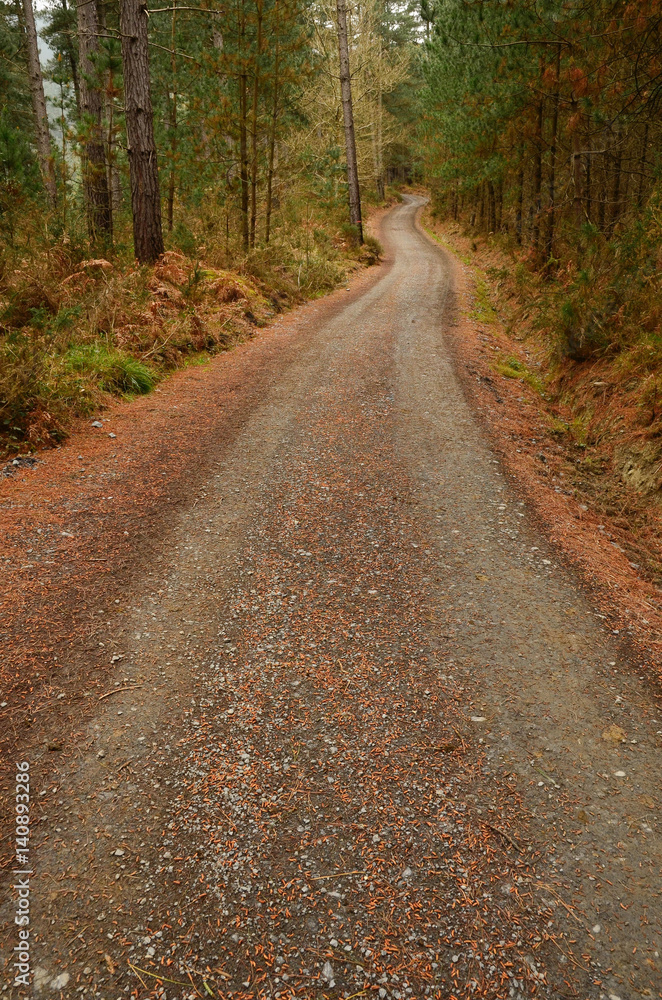 Pine forest with path