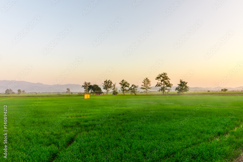 green rice field on sunset at agricultural land of Thailand
