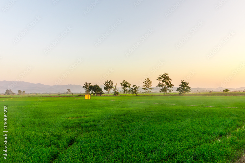 green rice field on sunset at agricultural land of Thailand green rice field on sunset at agricultural land of Thailand
