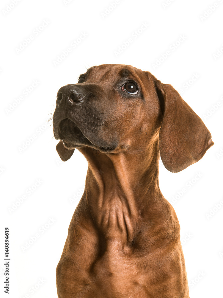 Rhodesian ridgeback puppy portrait looking up isolated on a white background