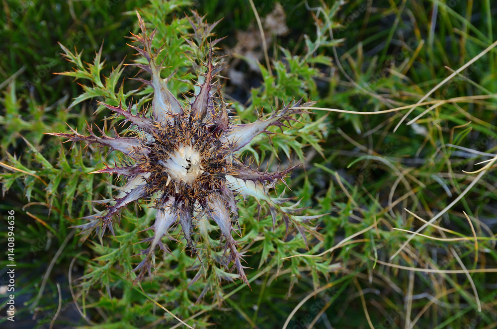 Carline thistle (Carlina acaulis L.) Carline thistle (Carlina acaulis L.)
