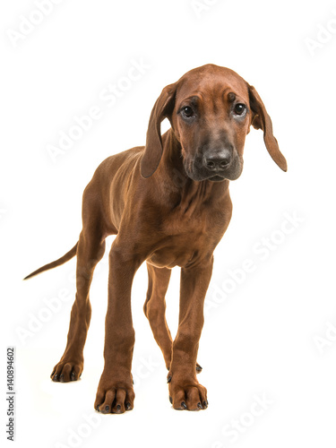 Cute rhodesian ridgeback puppy standing facing the camera isolated on a white background
