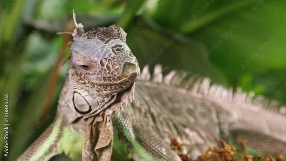 Portrait of large Green Iguana male on a branch outdoors
Portrait of large Green Iguana male on a branch outdoors