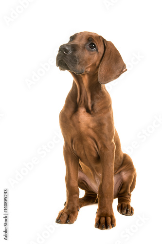 Cute rhodesian ridgeback puppy sitting and looking up isolated on a white background