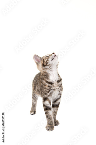 Cute tabby cat looking up isolated on a white background