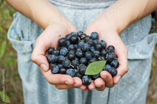  Handful of berries in the hands of a girl
