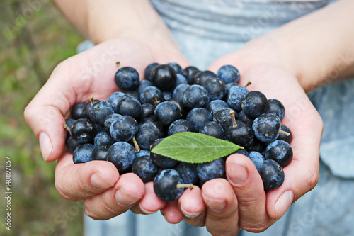  Handful of berries in the hands of a girl