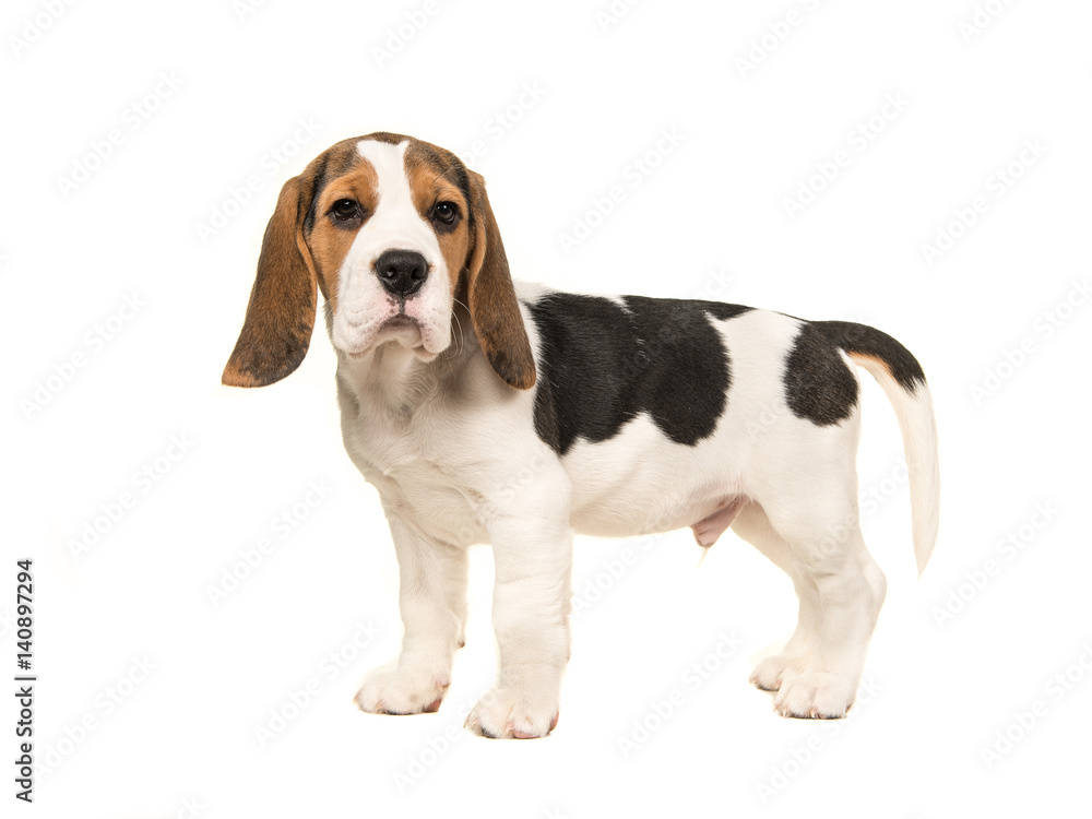 Standing beagle puppy seen from the side facing the camera isolated on a white background