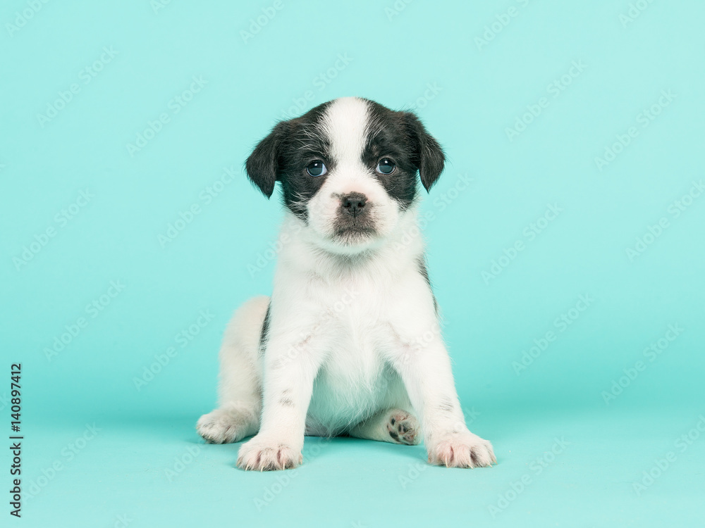 Black and white jack russel mix puppy sitting facing the camera on a turquoise blue background Black and white jack russel mix puppy sitting facing the camera on a turquoise blue background
