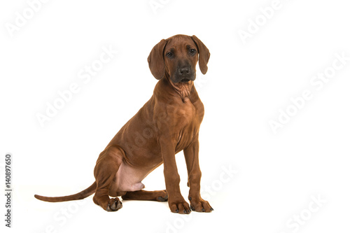 Cute rhodesian ridgeback puppy sitting seen from the side facing the camera isolated on a white background