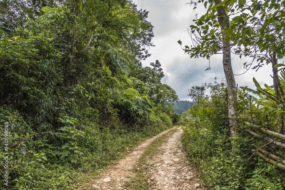 hainan forest hainan forest
