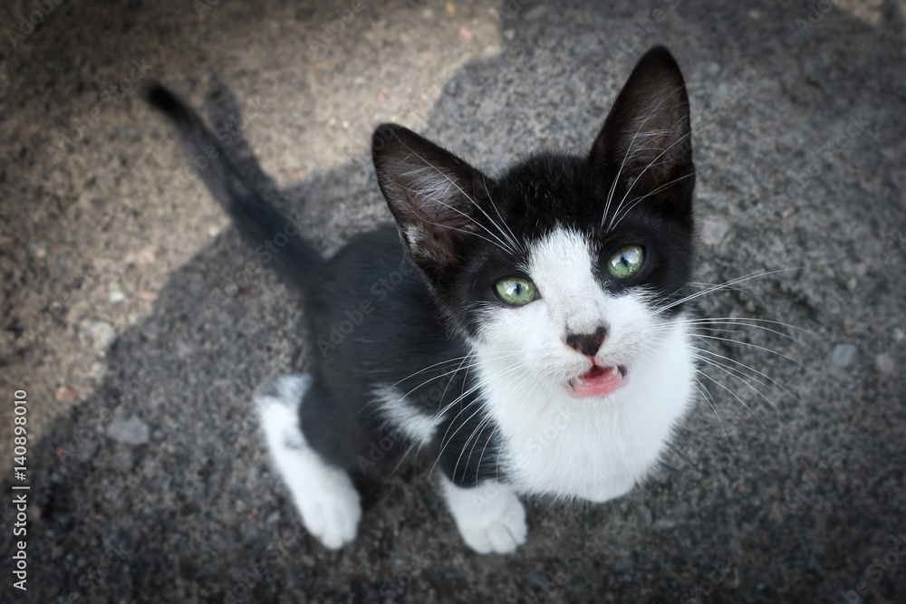 nice cat sitting on street nice cat sitting on street