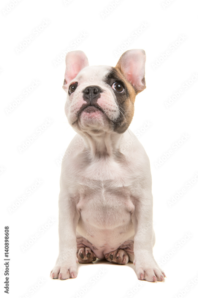 Cute almost white french bulldog puppy sitting and looking up isolated on a white background Cute almost white french bulldog puppy sitting and looking up isolated on a white background