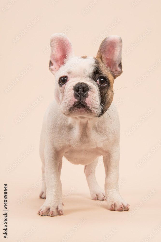 Cute almost white french bulldog puppy standing looking at the camera seen from the front on a creme colored background