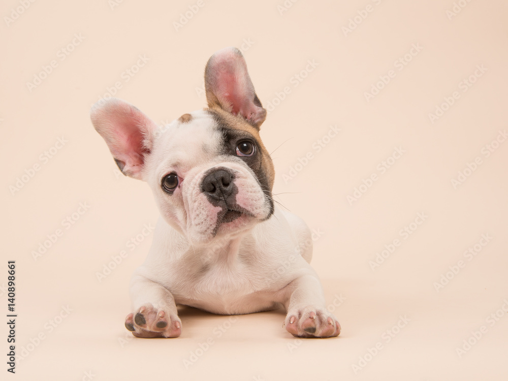 Cute French bulldog puppy lying down on a creme colored background facing the camera