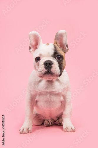 Cute almost white french bulldog puppy sitting and looking at the camera on a pink background © Elles Rijsdijk