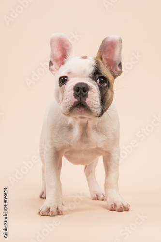 Cute almost white french bulldog puppy standing looking at the camera seen from the front on a creme colored background © Elles Rijsdijk