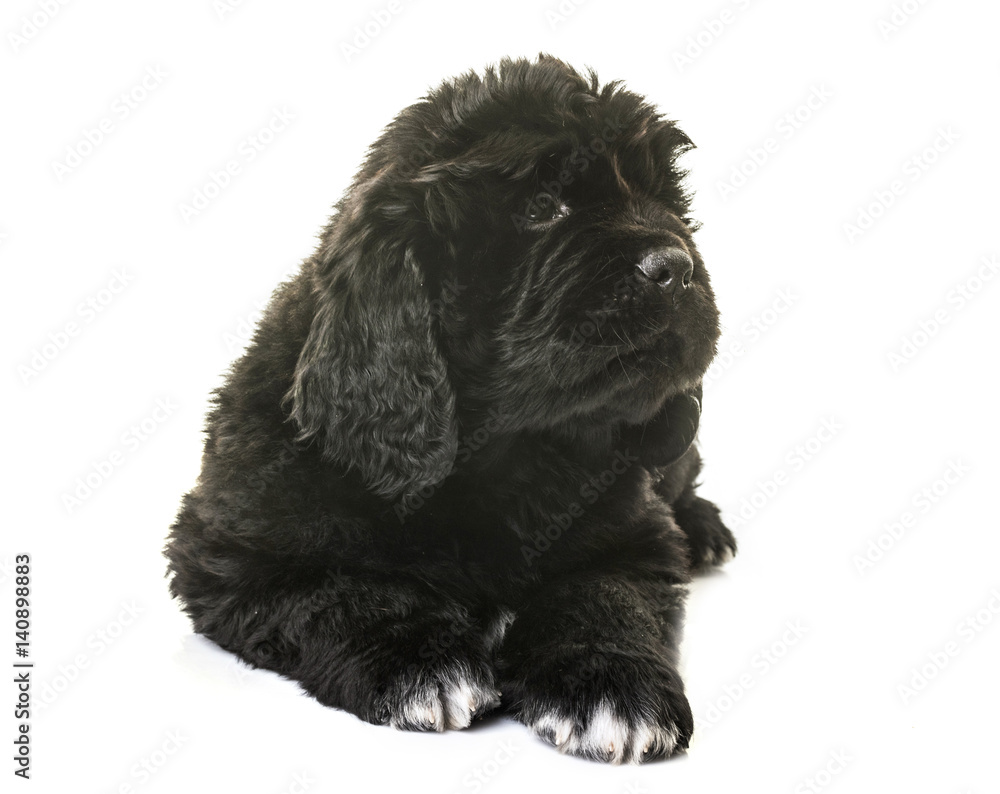 puppy newfoundland dog puppy newfoundland dog