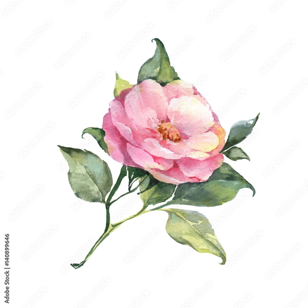 Single flower. Watercolor flower, isolated on white Single flower. Watercolor flower, isolated on white