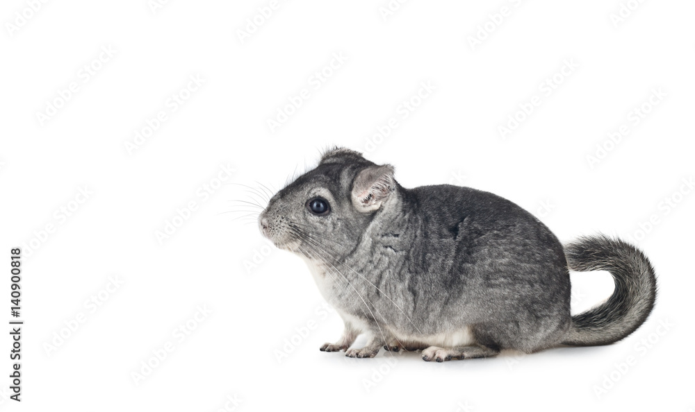 Fototapeta premium Young funny Chinchilla