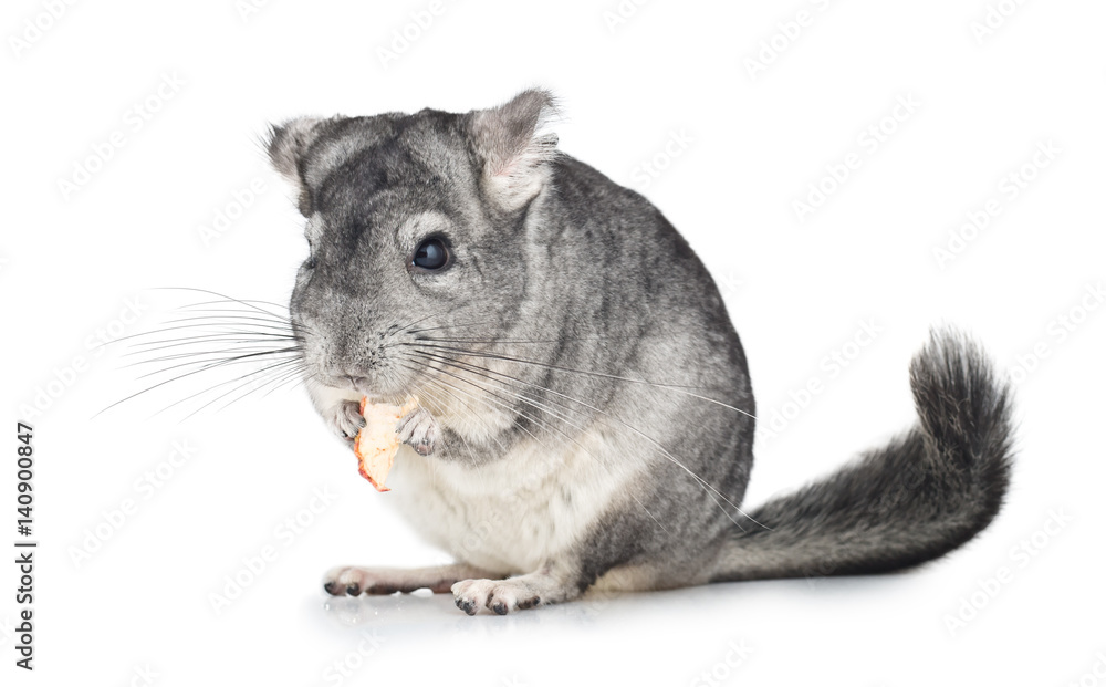 Silver Chinchilla eating on white Silver Chinchilla eating on white