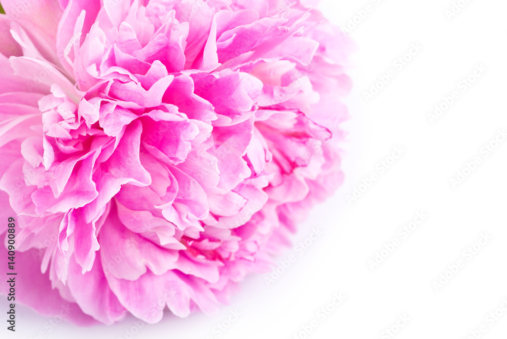 Pink peony flower close-up