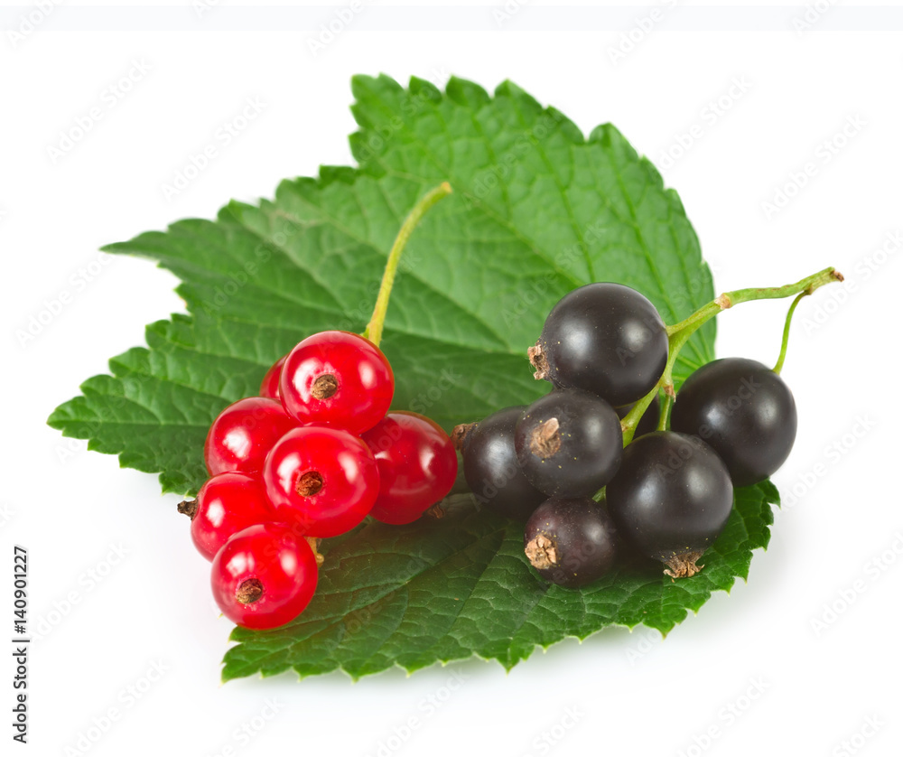 currant on a white background currant on a white background