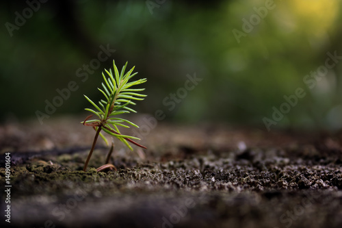 Young tree growing in forest