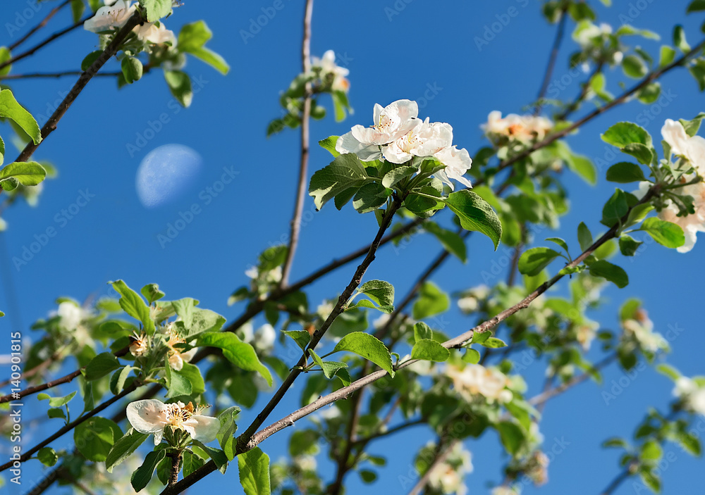 Flowering cherry against the sky Flowering cherry against the sky