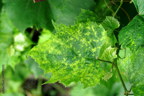 Viral disease / viral infection / pathogenic viruses on grapevine leaf